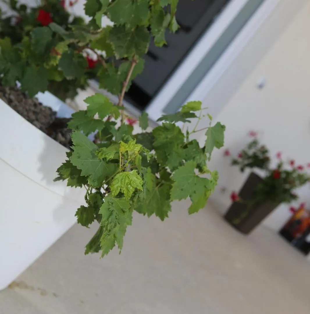 Villa La Vite Locogrande Casa vacanze